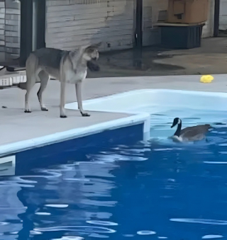 Illustration de l'article : Une oie s’infiltre dans une piscine privée et croise le Berger Allemand de la famille, lequel lui accorde un accueil spécial