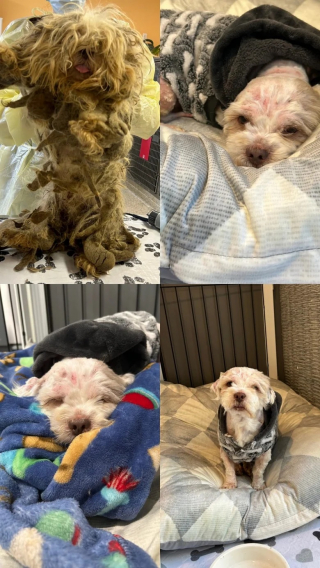 Illustration de l'article : Une vétérinaire découvre un chien victime de négligence et décide de lui offrir un foyer