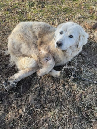 Illustration de l'article : Désormais handicapée, cette chienne blessée et courageuse doit réapprendre à aimer les humains