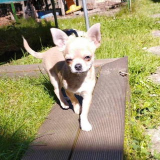 Illustration de l'article : Cet adorable Chihuahua s’est fait kidnapper avant d’être retrouvé à 800 kilomètres de sa maison