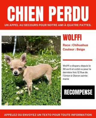 Illustration de l'article : Cet adorable Chihuahua s’est fait kidnapper avant d’être retrouvé à 800 kilomètres de sa maison