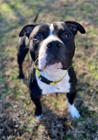 Illustration de l'article : Cet adorable Pitbull sans famille garde le sourire malgré plus de 400 jours passés dans un refuge