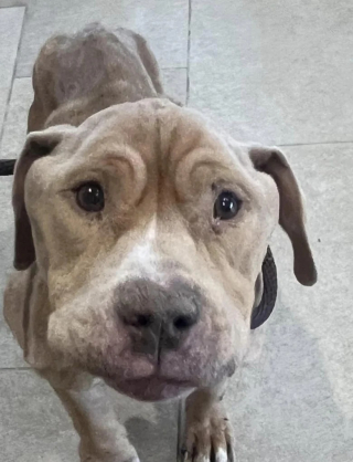 Illustration de l'article : Un chien squelettique victime de négligence parvient à aller mieux grâce à des vétérinaires