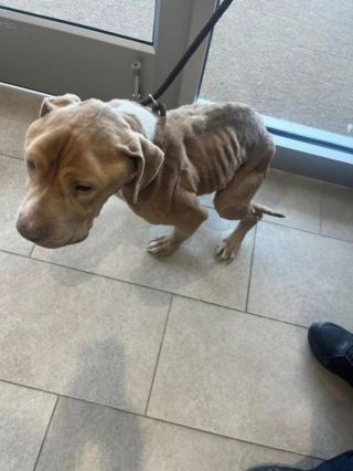 Illustration de l'article : Un chien squelettique victime de négligence parvient à aller mieux grâce à des vétérinaires