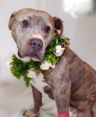 Illustration de l'article : Traumatisé par l’abandon, ce chien de refuge fait une dépression que les vétérinaires essayent de soigner