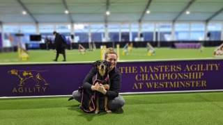 Illustration de l'article : Un chien jugé inapte à l’adoption devient un champion de concours sportif canin