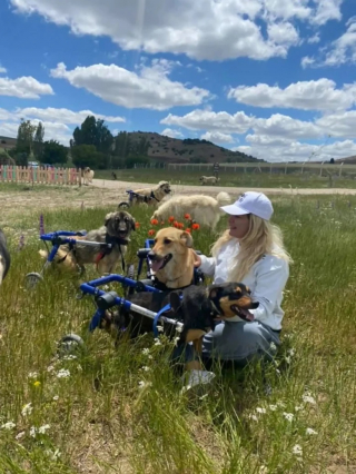 Illustration de l'article : Une femme construit un train pour chiens handicapés et leur fait vivre de véritables aventures