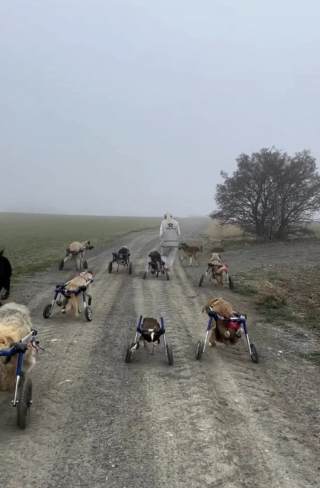 Illustration de l'article : Une femme construit un train pour chiens handicapés et leur fait vivre de véritables aventures