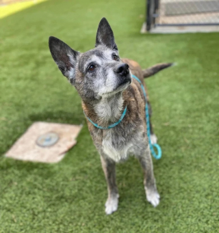 Illustration de l'article : Les gérants d’un sanctuaire pour animaux font 4 800 km pour sauver un chien âgé et malade