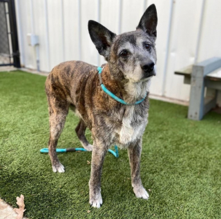 Illustration de l'article : Les gérants d’un sanctuaire pour animaux font 4 800 km pour sauver un chien âgé et malade