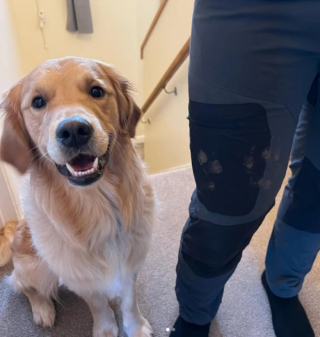 Illustration de l'article : Ce Golden Retriever farceur taquine sa maîtresse avec ses caprices insolites (vidéo)