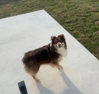 Illustration de l'article : Ce chien habitué à la vie en appartement saute de joie lorsqu’il déménage dans une maison avec jardin (vidéo)