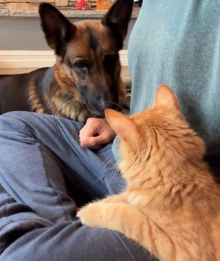 Illustration de l'article : Ce Berger Allemand fasciné par les chats cherche à se faire un ami félin