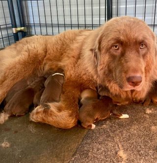 Illustration de l'article : Un chien de troupeau massif se prend d’affection pour un petit chevreau (vidéo)