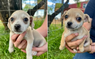 Illustration de l'article : Une maman Carlin et ses 8 chiots sont découverts abandonnés derrière une station service