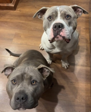 Illustration de l'article : Ce chien triste en manque de compagnie regrette d’avoir un nouvel ami survolté (vidéo)