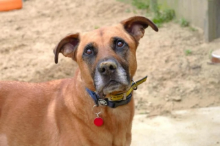 Illustration de l'article : Ce chien malchanceux vit difficilement le quotidien de chien de refuge et cherche une famille aimante