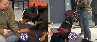 Illustration de l'article : Sorti d’une usine à chiots, ce Bouvier Bernois retrouve le sourire ainsi qu’une famille grâce à une organisation de sauvetage