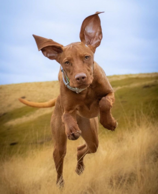 Illustration de l'article : Pour tester sa chienne, une femme fait mine de s’introduire dans sa maison par effraction (vidéo)