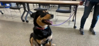 Illustration de l'article : Une femme remarque une chienne seule assise dans un bus et déclenche une enquête pour retrouver ses propriétaires
