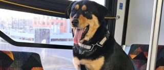 Illustration de l'article : Une femme remarque une chienne seule assise dans un bus et déclenche une enquête pour retrouver ses propriétaires