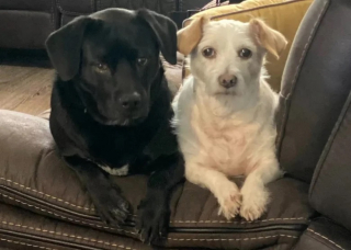 Illustration de l'article : Cette chienne est la doyenne de la famille et sert de guide pour tous les animaux de la maison