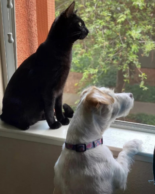 Illustration de l'article : Cette chienne est la doyenne de la famille et sert de guide pour tous les animaux de la maison