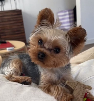 Illustration de l'article : Cet adorable Yorkshire veille sur son petit humain comme un véritable grand frère (vidéo)