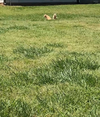 Illustration de l'article : En promenade, cette femme découvre 2 chiots abandonnés et fait un choix audacieux pour les aider (vidéo)