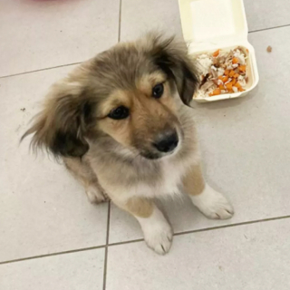 Illustration de l'article : Une association offre son aide à 3 militaires qui se battent pour faire rapatrier les chiots qu’ils ont recueillis lors d’une mission à l’étranger