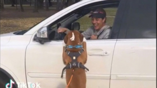 Illustration de l'article : Le lien unique unissant Harvey, un chien de sauvetage, à la mère de sa maîtresse (vidéo)