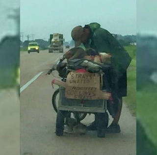 Illustration de l'article : Une automobiliste émue par l'histoire d'un sans-abri voyageant avec 11 chiens prend une décision qui change leurs vies