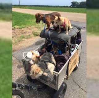 Illustration de l'article : Une automobiliste émue par l'histoire d'un sans-abri voyageant avec 11 chiens prend une décision qui change leurs vies