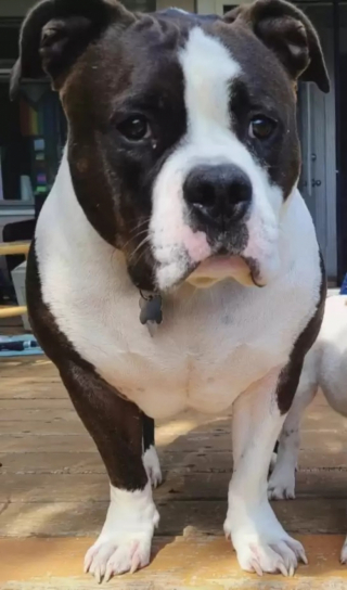 Illustration de l'article : D’ordinaire méfiant envers ses congénères, Remi, le toutou au grand cœur, se transforme en un parfait grand frère