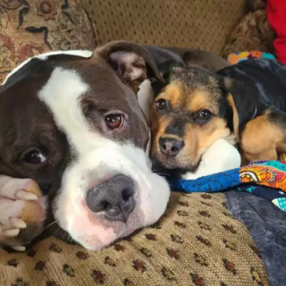 Illustration de l'article : D’ordinaire méfiant envers ses congénères, Remi, le toutou au grand cœur, se transforme en un parfait grand frère