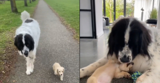 Illustration de l'article : La merveilleuse réaction de cette chienne Landseer, à l’arrivée de sa petite-sœur à 4 pattes (vidéo)