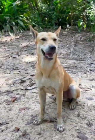 Illustration de l'article : Un chien errant s’improvise guide forestier et accompagne 5 amis tout au long de leur randonnée (vidéo)