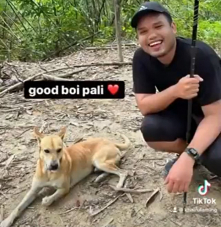 Illustration de l'article : Un chien errant s’improvise guide forestier et accompagne 5 amis tout au long de leur randonnée (vidéo)