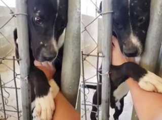 Illustration de l'article : Ce chien de refuge espérant rencontrer l'amour depuis 2 ans donne la patte à quiconque passe devant son box