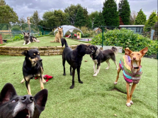 Illustration de l'article : Afin de sauver davantage de chiens dont personne ne veut, une association fait l’acquisition d’un immense terrain et le transforme en sanctuaire