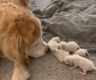Illustration de l'article : Une Golden Retriever séniore peut enfin rencontrer les chatons nouveau-nés de la famille et son instinct maternel fait le reste (vidéo)