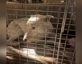 Illustration de l'article : Après son abandon dans le désert, ce chien trouve une nouvelle famille insolite en intégrant une meute de coyotes (vidéo)