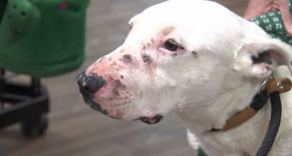 Illustration de l'article : Après son abandon dans le désert, ce chien trouve une nouvelle famille insolite en intégrant une meute de coyotes (vidéo)