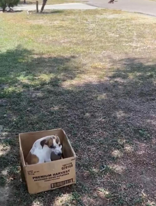 Illustration de l'article : Un chiot abandonné dans un carton et terrifié n'a plus que cette boîte comme repère alors que des bénévoles se mobilisent pour lui offrir un nouveau départ