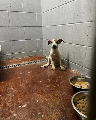 Illustration de l'article : Un chiot abandonné dans un carton et terrifié n'a plus que cette boîte comme repère alors que des bénévoles se mobilisent pour lui offrir un nouveau départ