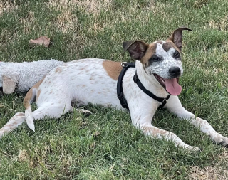 Illustration de l'article : Un chiot abandonné dans un carton et terrifié n'a plus que cette boîte comme repère alors que des bénévoles se mobilisent pour lui offrir un nouveau départ