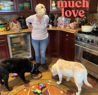 Illustration de l'article : Le bonheur de ces 2 Labradors Retrievers, lorsqu’ils comprennent qu’ils vont être adoptés par la même famille (vidéo)