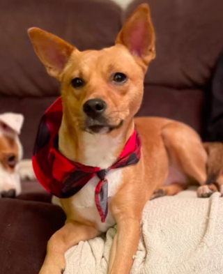 Illustration de l'article : Après avoir été adoptée, Sandy la petite chienne de refuge, a réservé la plus belle des surprises à ses nouveaux maîtres (vidéo)