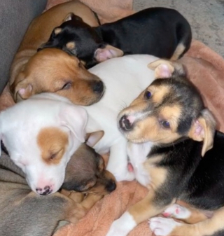 Illustration de l'article : Après avoir été adoptée, Sandy la petite chienne de refuge, a réservé la plus belle des surprises à ses nouveaux maîtres (vidéo)