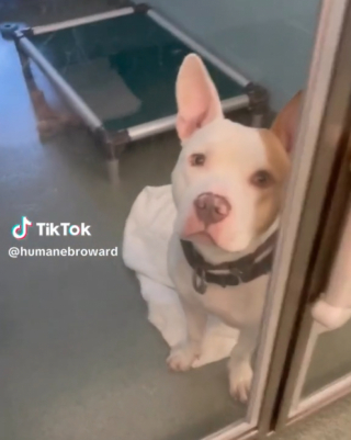 Illustration de l'article : L’espoir d’Aramis, un toutou qui déprime derrière les barreaux de son box, de trouver enfin une famille pour la vie (vidéo)